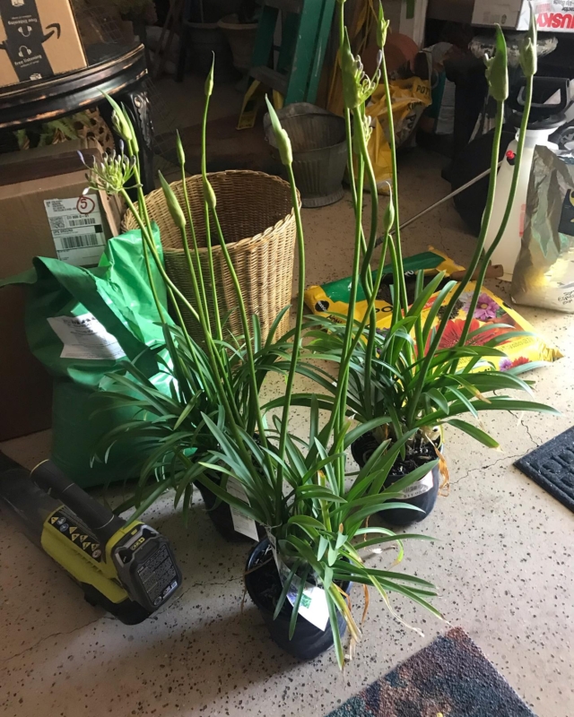 I was thrilled to find one of my favorite flowers (agapanthus) today.  Planting them in a beautiful urn tomorrow…
Oh and the sweetest rosemary topiaries of which I purchased two…one for a friend and I’ll keep one.  What a treasure….